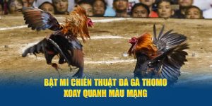 Mẹo chơi đá gà thomo luôn thắng