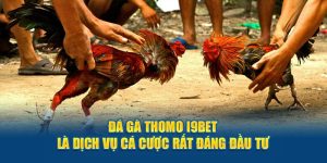 Đá gà thomo ăn tiền cược lớn